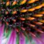 Echinacea purpurová a jej všestranné využitie v medicíne
