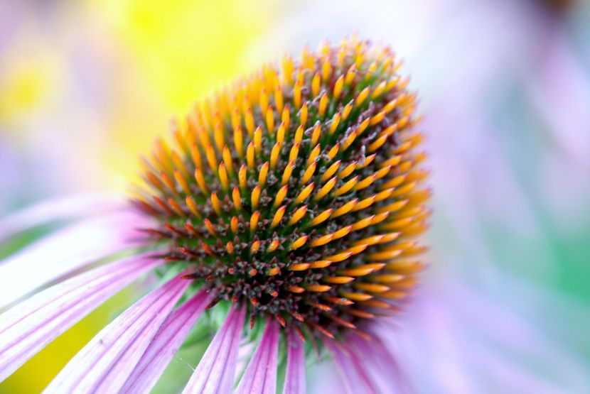Echinacea purpurová